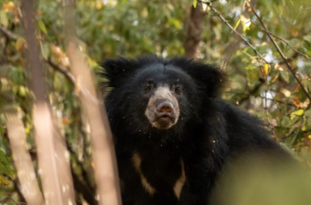 A sloth bear (C) @EdinburghZoo/X