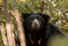 A sloth bear (C) @EdinburghZoo/X