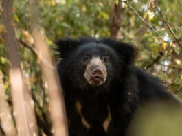 A sloth bear (C) @EdinburghZoo/X