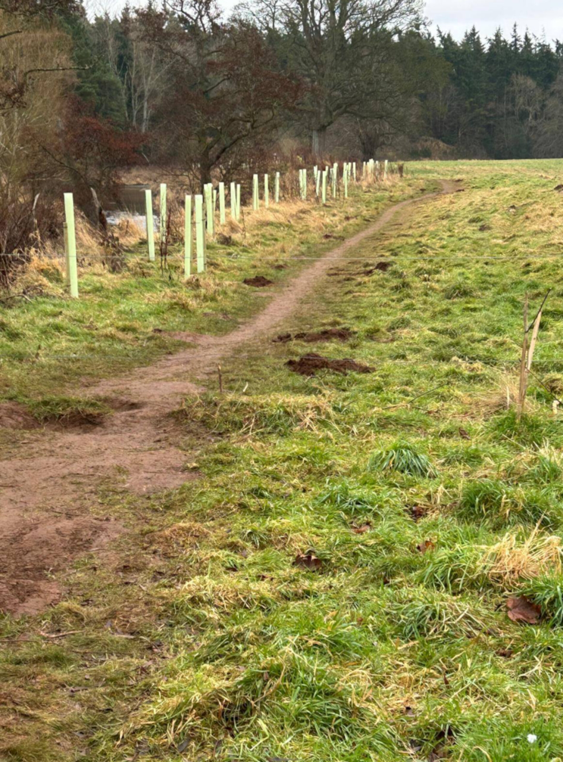 Volunteers planting the trees in January. (C) Facebook.